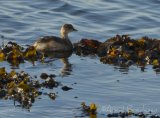 Dvergdykker, adult i vinterdrakt
Little Grebe - Tachybaptus ruficollis