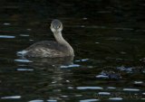 Dvergdykker, adult i vinterdrakt
Little Grebe - Tachybaptus ruficollis