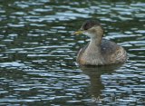 Dvergdykker, adult i vinterdrakt
Little Grebe - Tachybaptus ruficollis