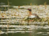 Horndykker, adult i sommerdrakt
Horned Grebe - Podiceps auritus