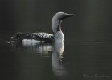 Storlom, adult sommerdrakt
Black-throated Diver - Gavia arctica