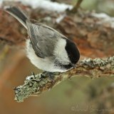 Granmeis, adult
Willow Tit - Poecile montanus