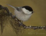 Granmeis, adult
Willow Tit - Poecile montanus