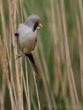 Skjeggmeis, adult hann
Bearded reedling - Panurus biarmicus