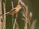 Skjeggmeis, juvenil hunn
Bearded reedling - Panurus biarmicus