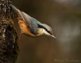 Spettmeis, adult
Wood Nuthatch - Sitta europaea