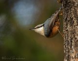 Spettmeis, adult
Wood Nuthatch - Sitta europaea