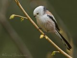 Stjertmeis, adult
Long-tailed tit - Aegithalos caudatus