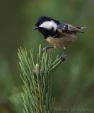 Svartmeis, adult
Coal Tit - Periparus ater