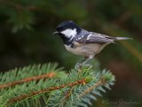 Svartmeis, adult
Coal Tit - Periparus ater