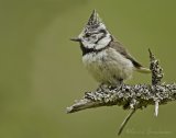 Toppmeis, adult
Crested Tit - Parus cristatus