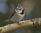 Toppmeis, adult
Crested Tit - Parus cristatus