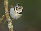 Toppmeis, adult
Crested Tit - Parus cristatus