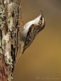 Trekryper, adult
Eurasian Treecreeper - Certhia familiaris