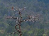 Dvergfalk, juvenil (1K)
Merlin - Falco columbarius