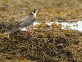 Vandrefalk, adult 
Peregrine Falcon - Falco peregrinus