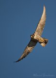 Vandrefalk, adult hunn
Peregrine Falcon - Falco peregrinus