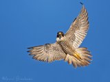 Vandrefalk, adult hunn
Peregrine Falcon - Falco peregrinus