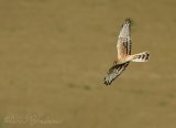 Enghauk, adult hunn
Montagus harrier - Circus pygargus