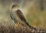 Spurvehauk, juvenil (1K) hann
Eurasian Sparrowhawk - Accipiter nisus