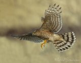 Spurvehauk, juvenil (1K) hann
Eurasian Sparrowhawk - Accipiter nisus