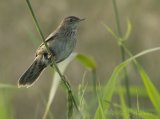 Gresshoppesanger, adult hann
Common grasshopper warbler - Locustella naevia