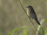 Gresshoppesanger, adult hann
Common grasshopper warbler - Locustella naevia