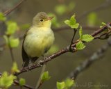 Gulsanger, adult
Icterine Warbler - Hippolais icterina