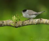 Munk, adult hann
Eurasian Blackcap - Sylvia atricapilla