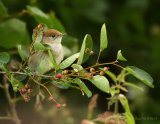 Munk, adult hunn
Eurasian Blackcap - Sylvia atricapilla