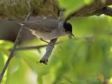 Munk, adult hann
Eurasian Blackcap - Sylvia atricapilla