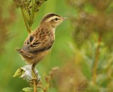 Sivsanger, juvenil (1K)
Sedge Warbler - Acrocephalus schoenobaenus