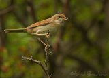 Tornsanger, adult hunn
Common whitethroat - Sylvia communis