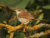 Tornsanger, juvenil (1K)
Common whitethroat - Sylvia communis