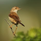 Tornsanger, adult hunn
Common whitethroat - Sylvia communis