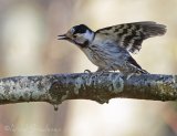 Dvergspett - adult hunn
Lesser spotted woodpecker - Dryobates minor