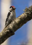 Dvergspett - adult hann
Lesser spotted woodpecker - Dryobates minor