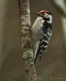 Dvergspett - adult hann
Lesser spotted woodpecker - Dryobates minor
