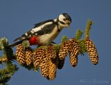 Flaggspett, adult hunn
Great Spotted Woodpecker - Dendrocopos major