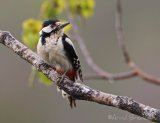 Flaggspett, adult hann
Great Spotted Woodpecker - Dendrocopos major