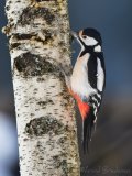 Flaggspett, adult hunn
Great Spotted Woodpecker - Dendrocopos major