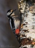 Flaggspett, adult hunn
Great Spotted Woodpecker - Dendrocopos major