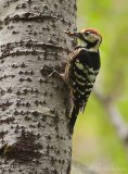 Hvitryggspett, adult hann
White-backed Woodpecker - Dendrocopos leucotos