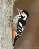 Hvitryggspett, adult hunn
White-backed Woodpecker - Dendrocopos leucotos