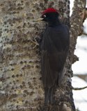 Svartspett, adult
Black woodpecker - Dryocopus martius