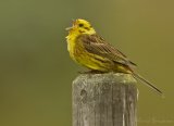 Gulspurv, adult hann
Yellowhammer - Emberiza citrinella