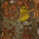 Gulspurv, adult vinter
Yellowhammer - Emberiza citrinella