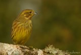 Gulspurv, adult hunn
Yellowhammer - Emberiza citrinella