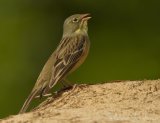 Hortulan - adult hann
Ortolan Bunting - Emberiza hortulana