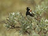 Lappspurv, adult hann i sommerdrakt
Lapland Longspur - Calcarius lapponicus